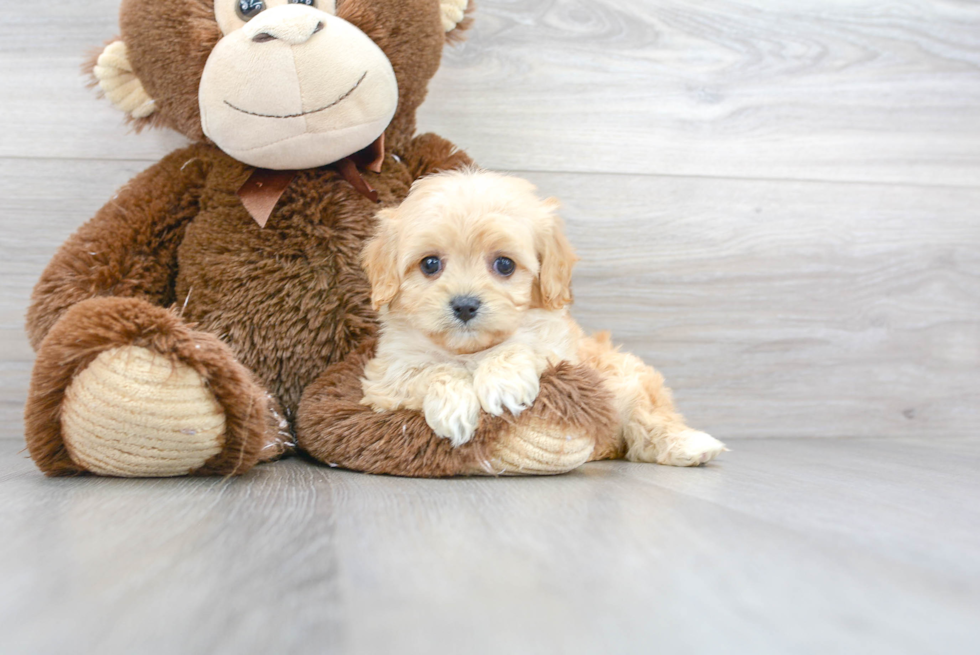 Best Cavachon Baby