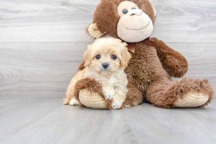 Cute Cavachon Baby