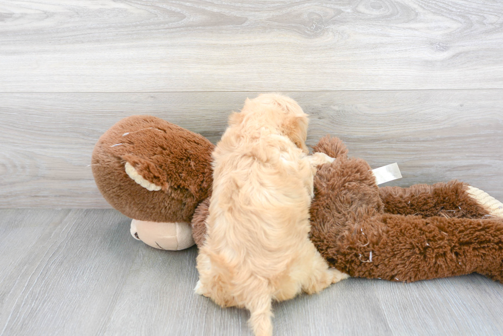 Friendly Cavachon Baby