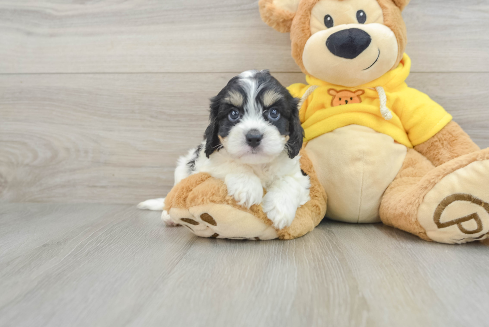 Little Cavalier Bichon Designer Puppy