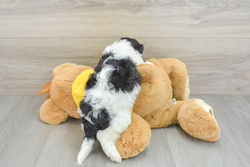 Cute Cavachon Baby