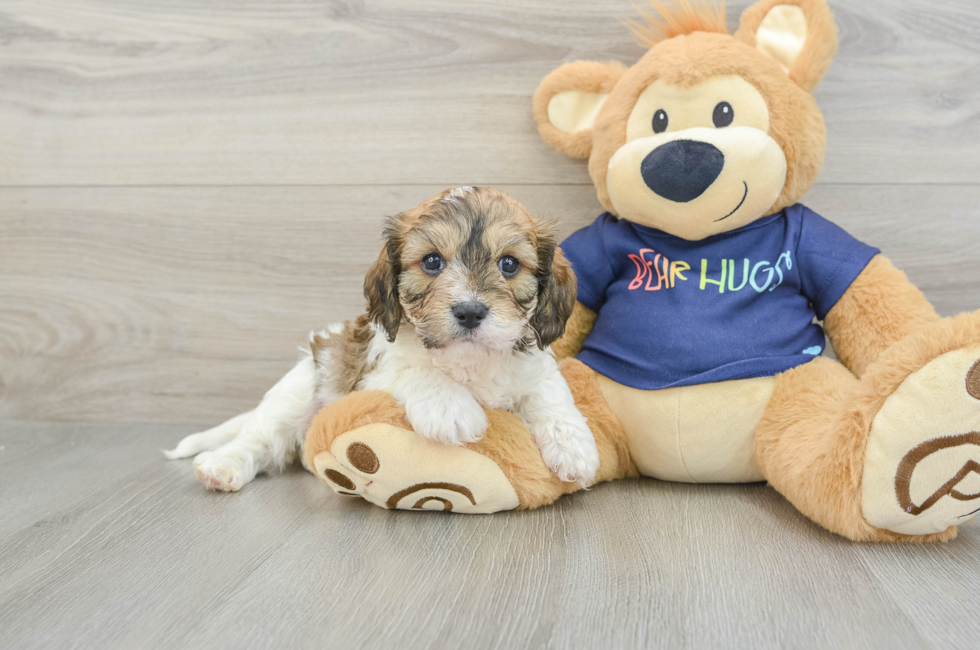 5 week old Cavachon Puppy For Sale - Premier Pups