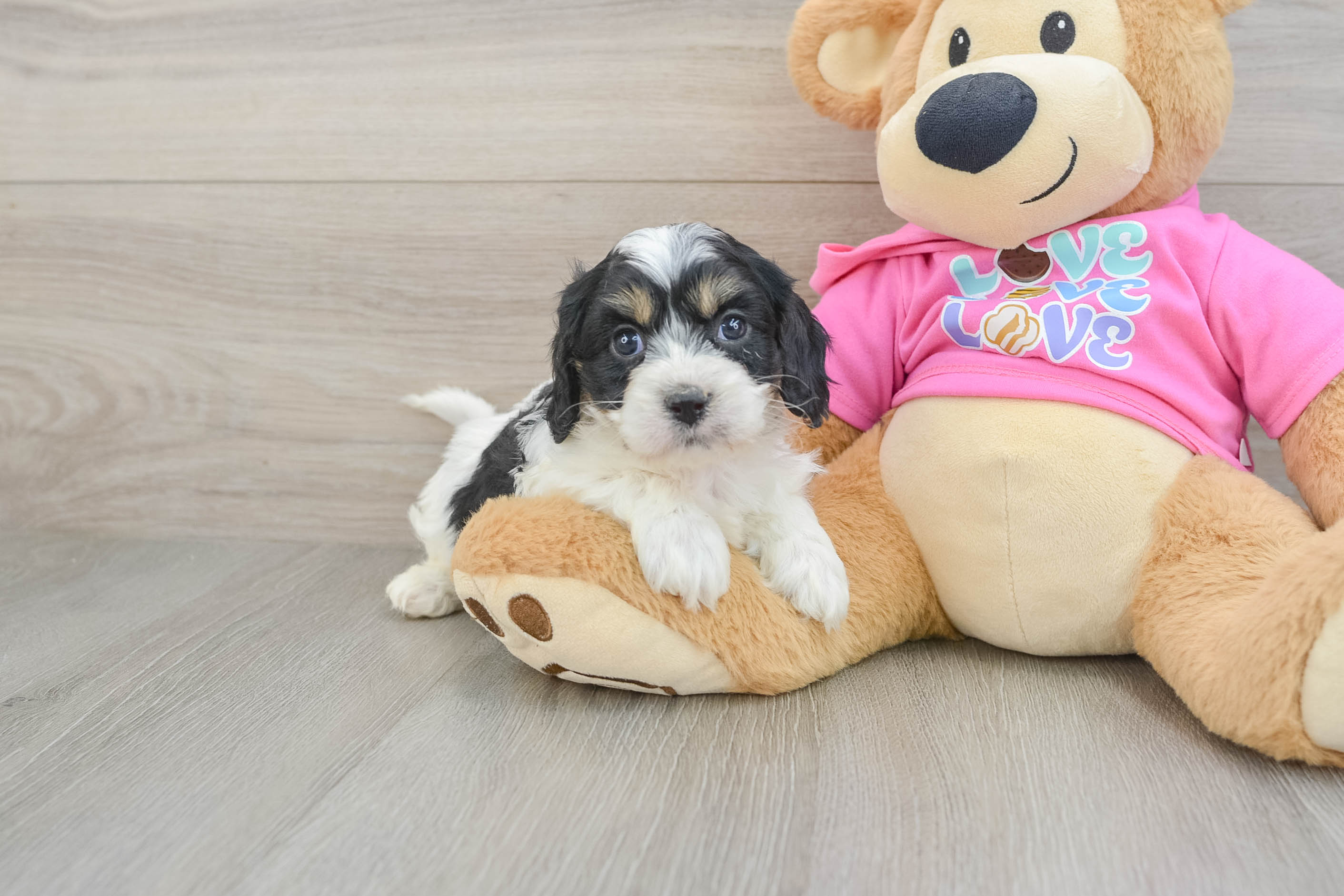 Little Cavachon Bennett: 5lb 4oz Designer Puppy
