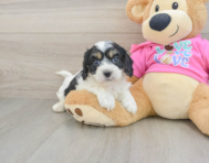 5 week old Cavachon Puppy For Sale - Premier Pups