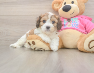 5 week old Cavachon Puppy For Sale - Premier Pups