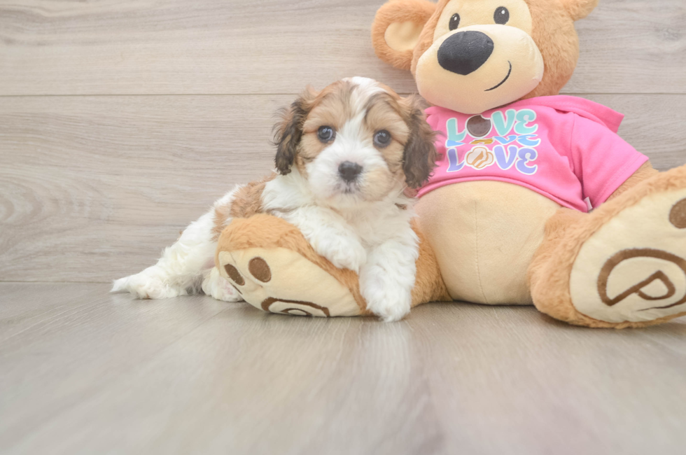5 week old Cavachon Puppy For Sale - Premier Pups