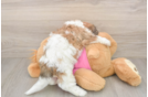 Hypoallergenic Cavalier Bichon Designer Puppy