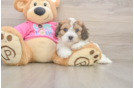 Playful Cavalier Bichon Designer Puppy
