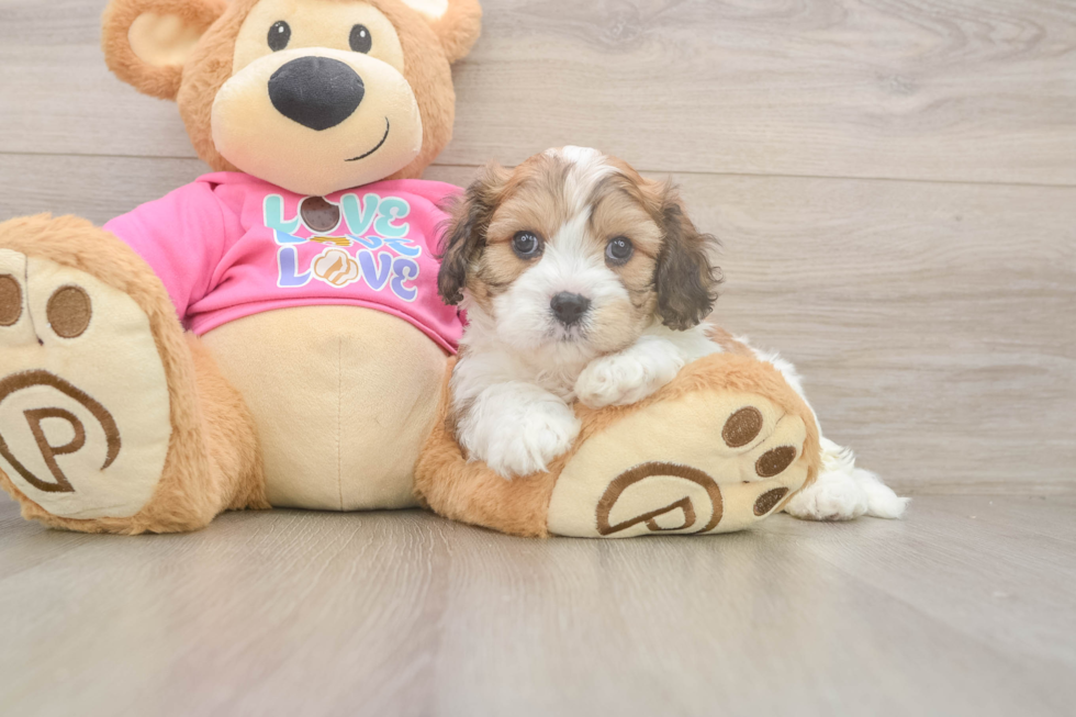 Playful Cavalier Bichon Designer Puppy