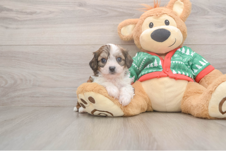 Friendly Cavachon Baby