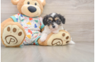 Cavachon Pup Being Cute