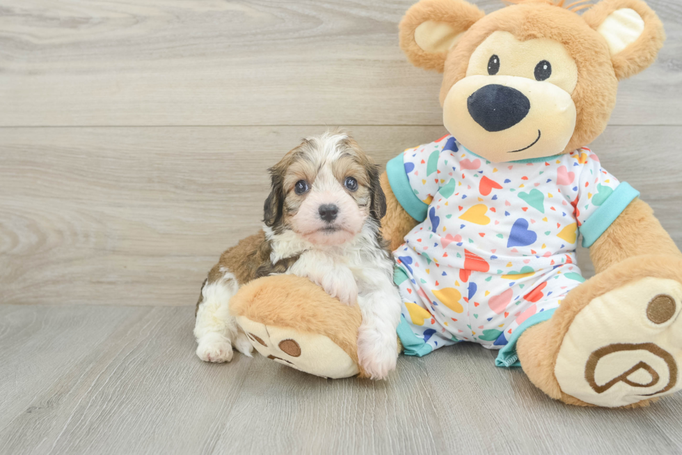 Happy Cavachon Baby