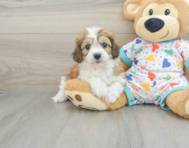 7 week old Cavachon Puppy For Sale - Premier Pups