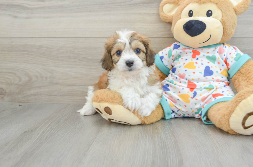 7 week old Cavachon Puppy For Sale - Premier Pups