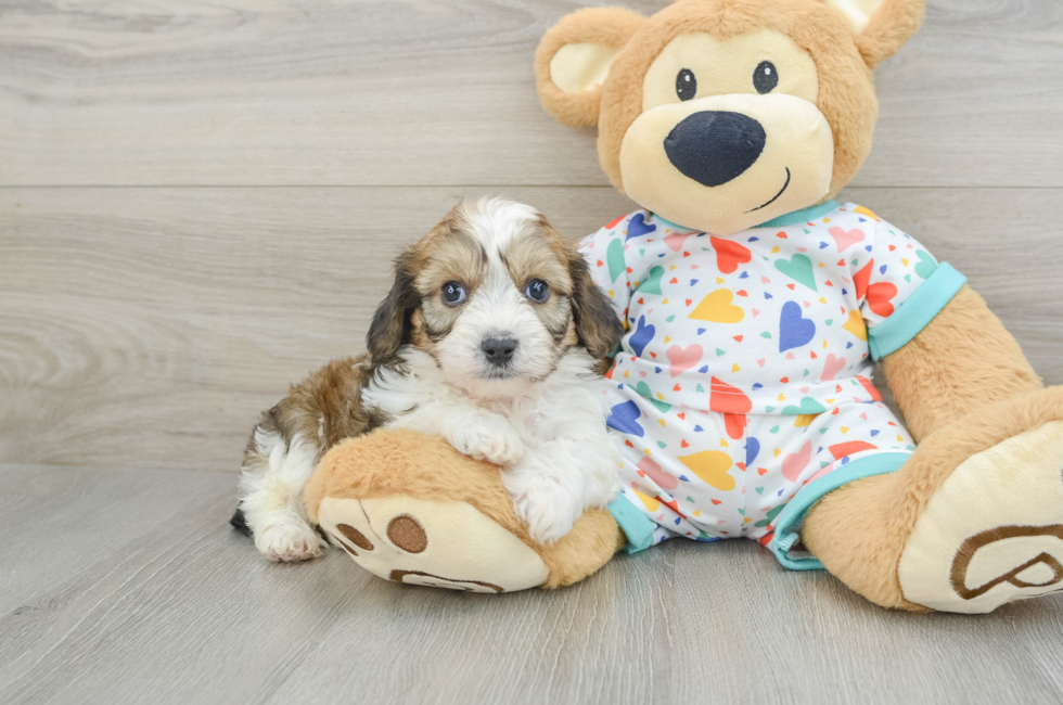 5 week old Cavachon Puppy For Sale - Premier Pups