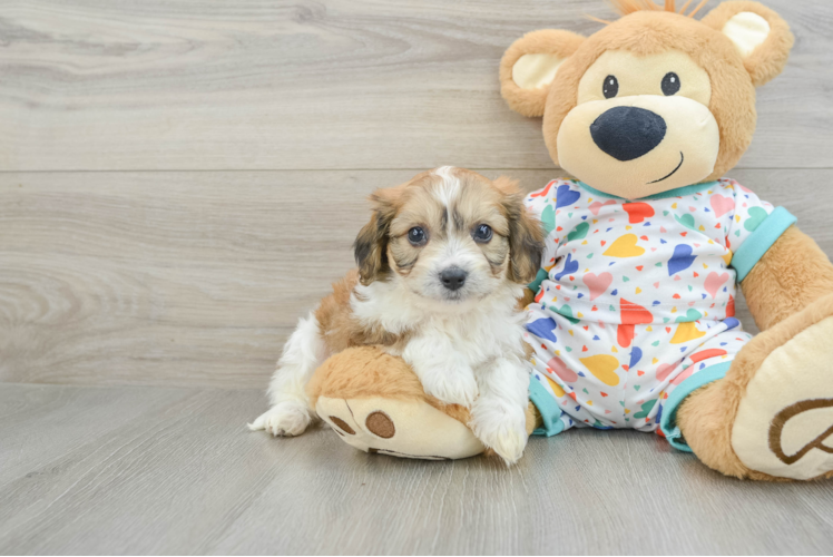 Cavachon Pup Being Cute