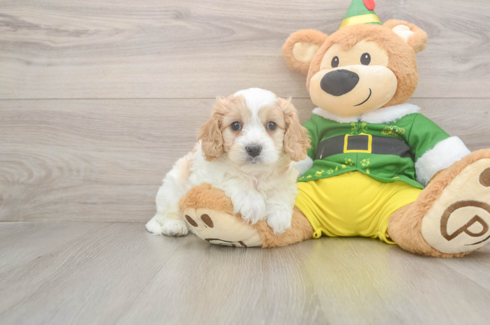 5 week old Cavachon Puppy For Sale - Premier Pups