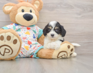 5 week old Cavachon Puppy For Sale - Premier Pups