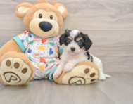 5 week old Cavachon Puppy For Sale - Premier Pups