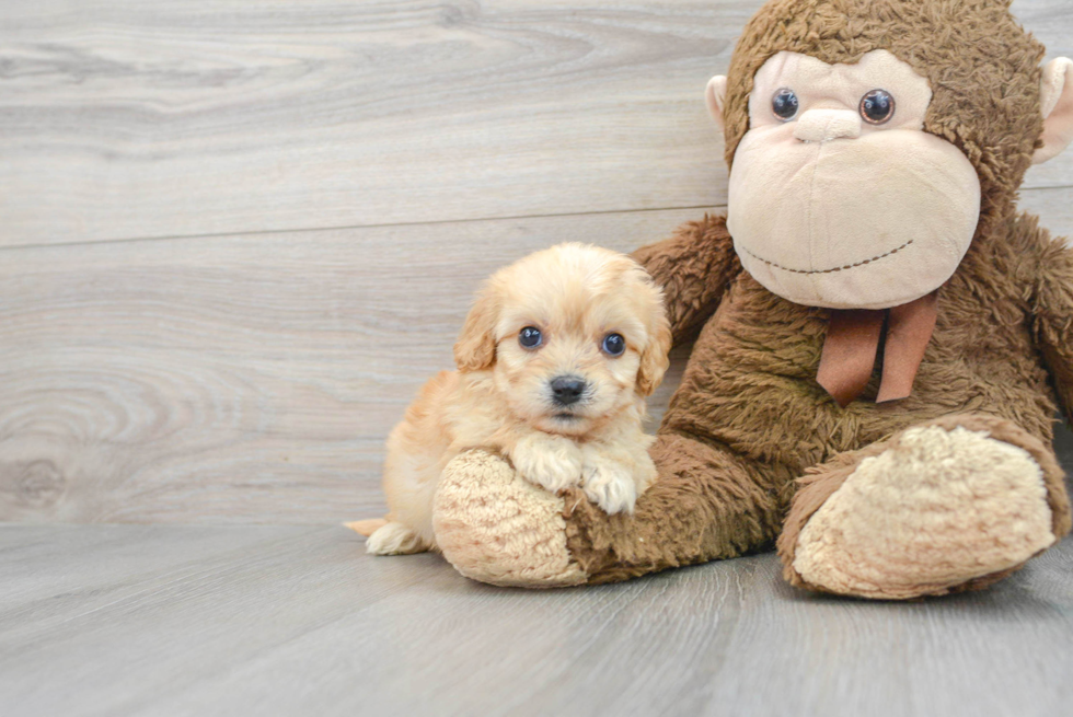 Cavachon Pup Being Cute