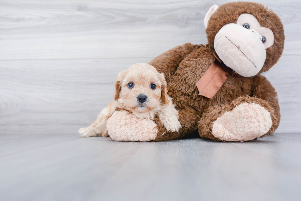 Cavachon Puppy for Adoption