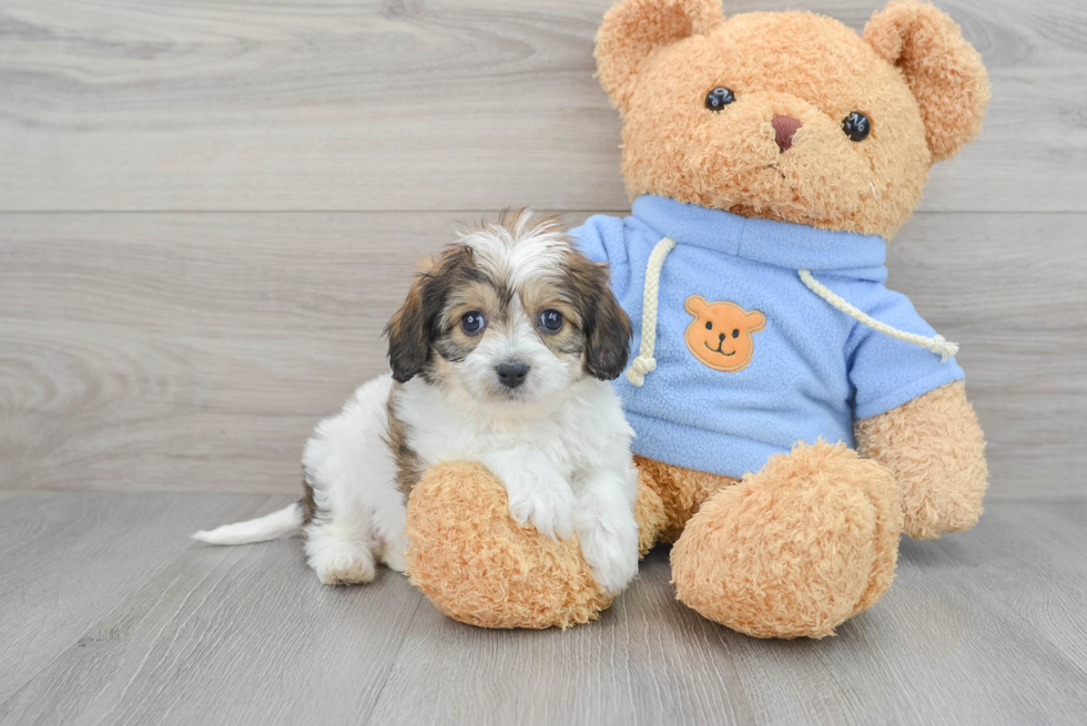 Sweet Cavachon Baby