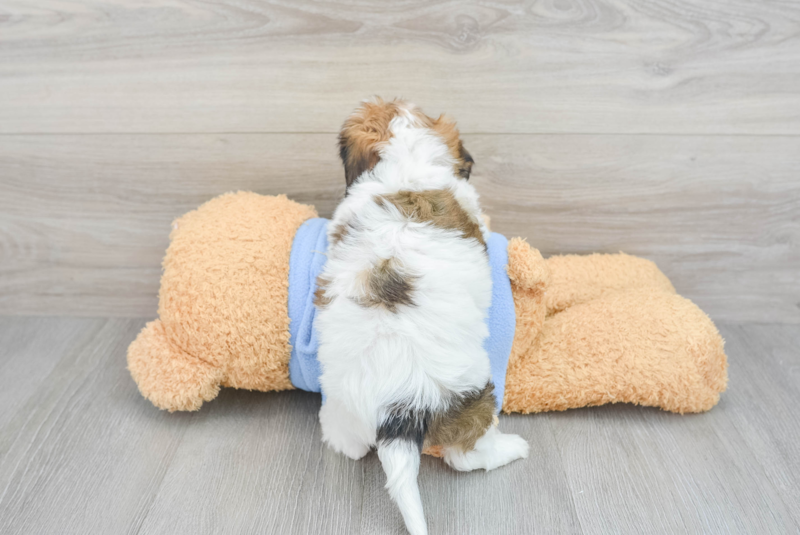 Meet Carly - our Cavachon Puppy Photo 2/3 - Premier Pups