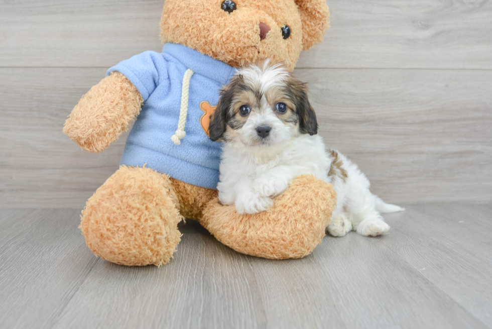 Fluffy Cavachon Designer Pup