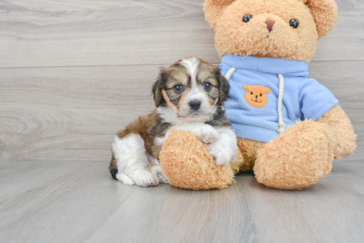 Small Cavachon Baby