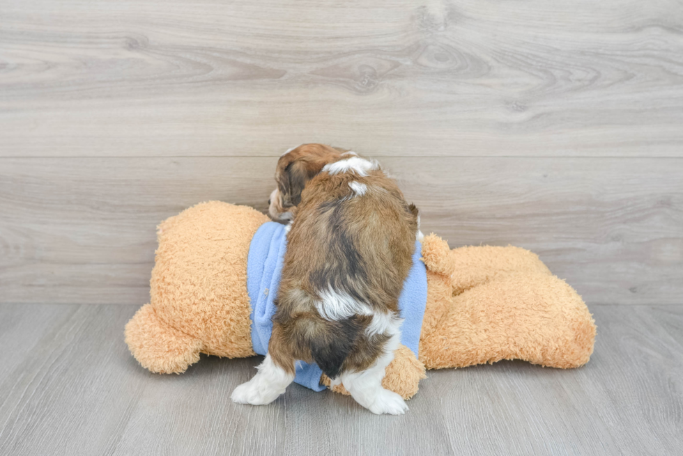 Friendly Cavachon Baby