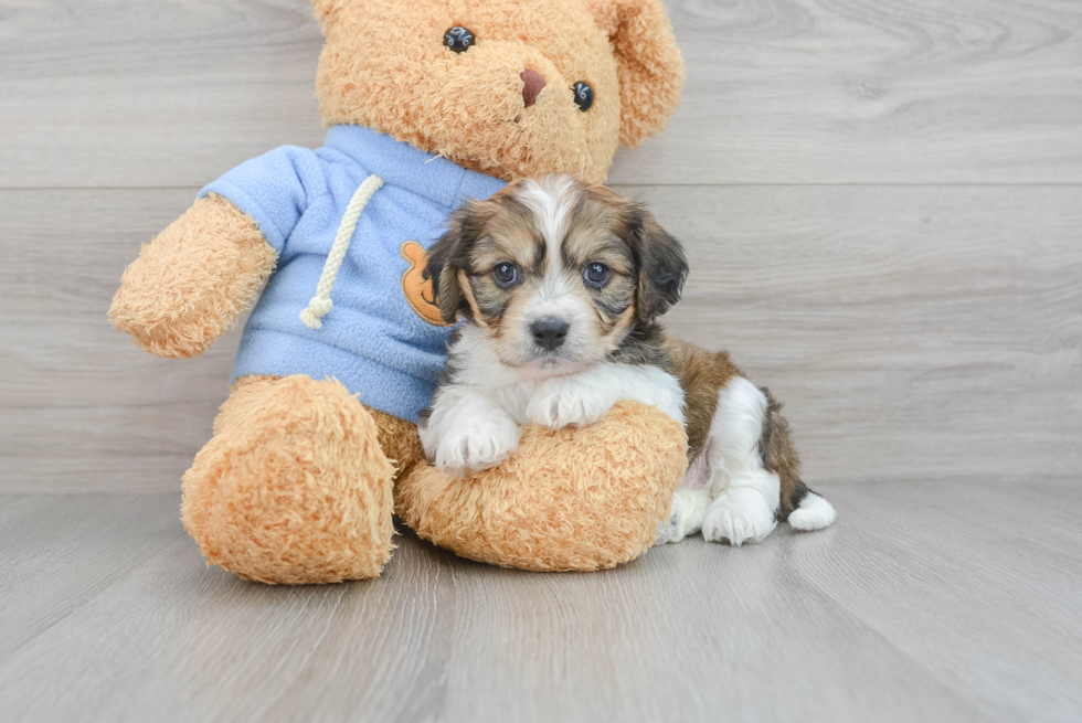 Cavachon Pup Being Cute