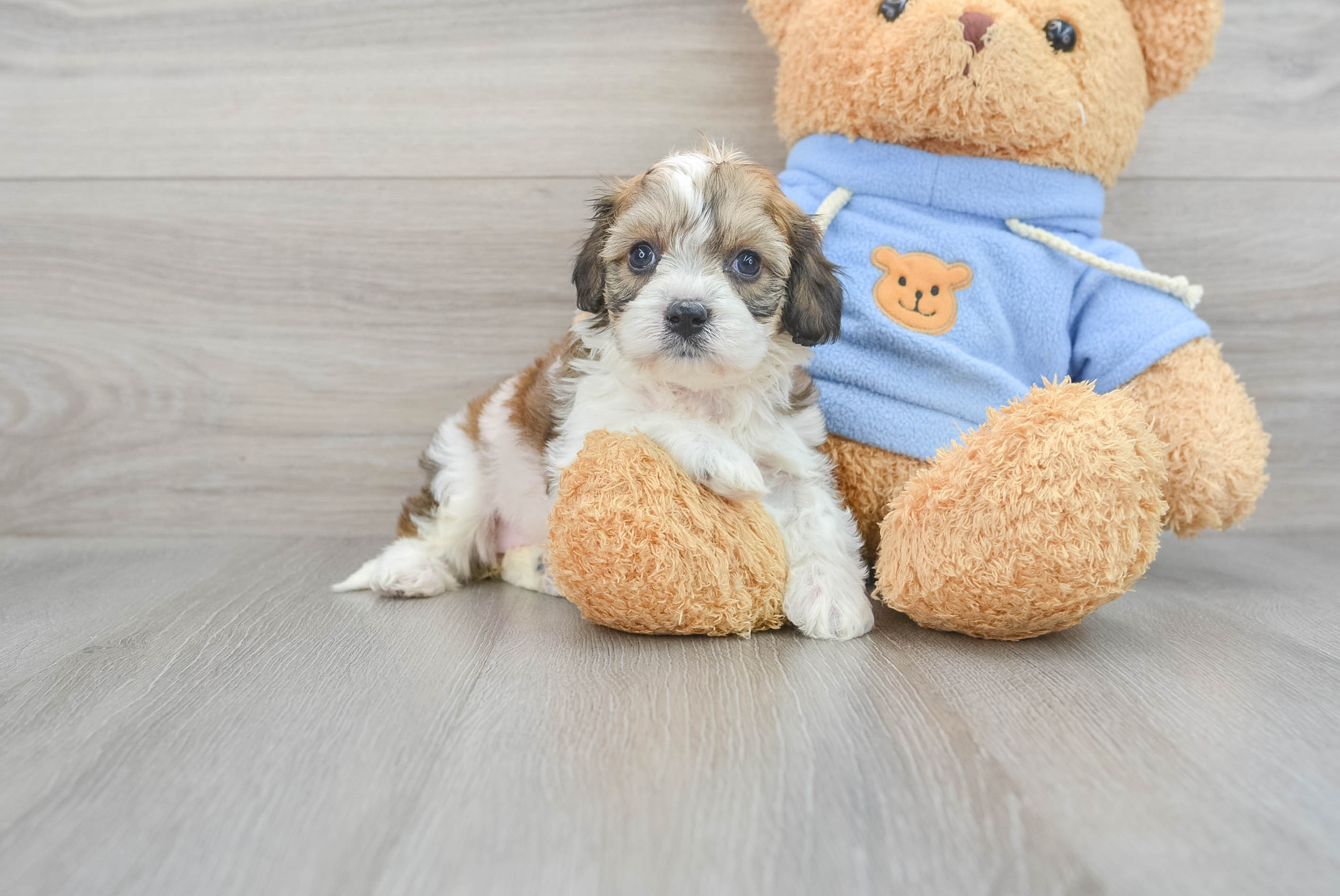Cute Cavachon Baby