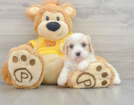 6 week old Cavachon Puppy For Sale - Premier Pups