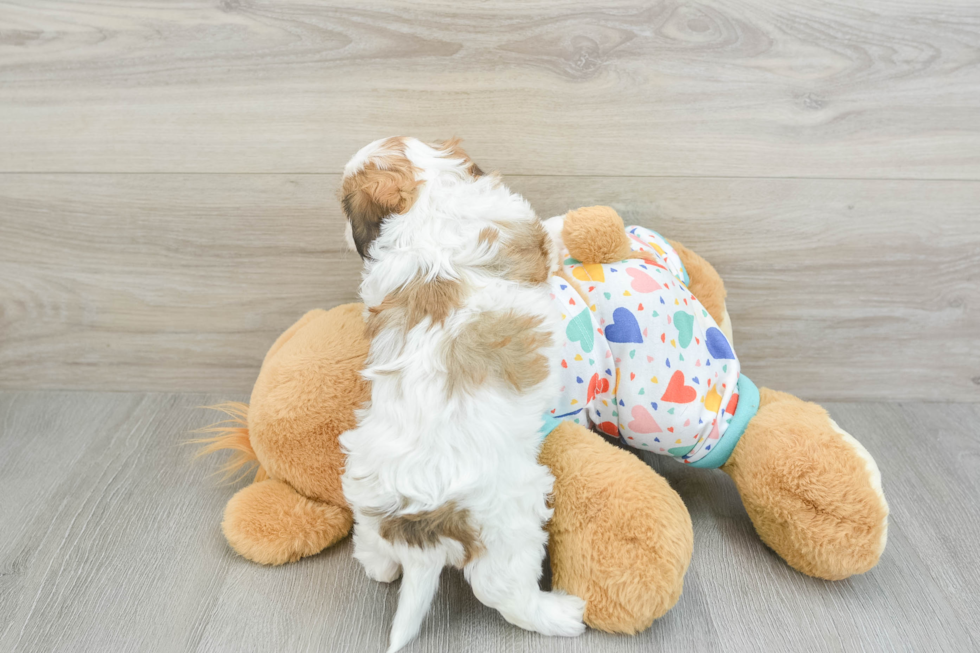 Cute Cavachon Baby