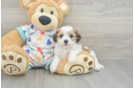 Little Cavalier Bichon Designer Puppy