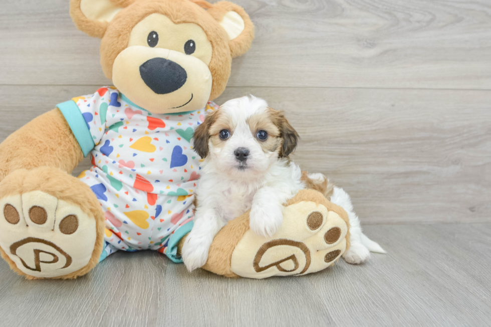 Little Cavalier Bichon Designer Puppy