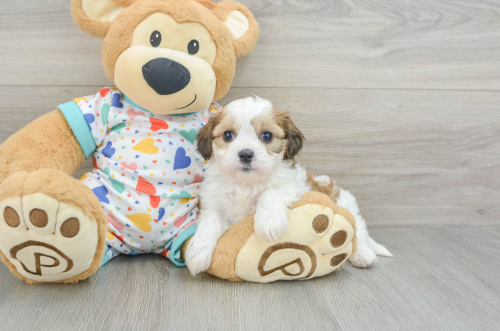 5 week old Cavachon Puppy For Sale - Premier Pups