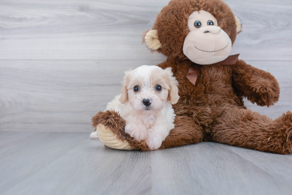 Best Cavachon Baby