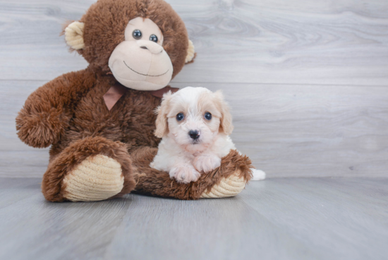 Petite Cavachon Designer Pup