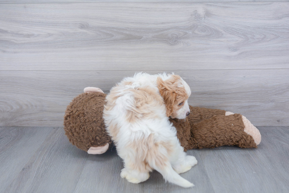 Cavachon Pup Being Cute