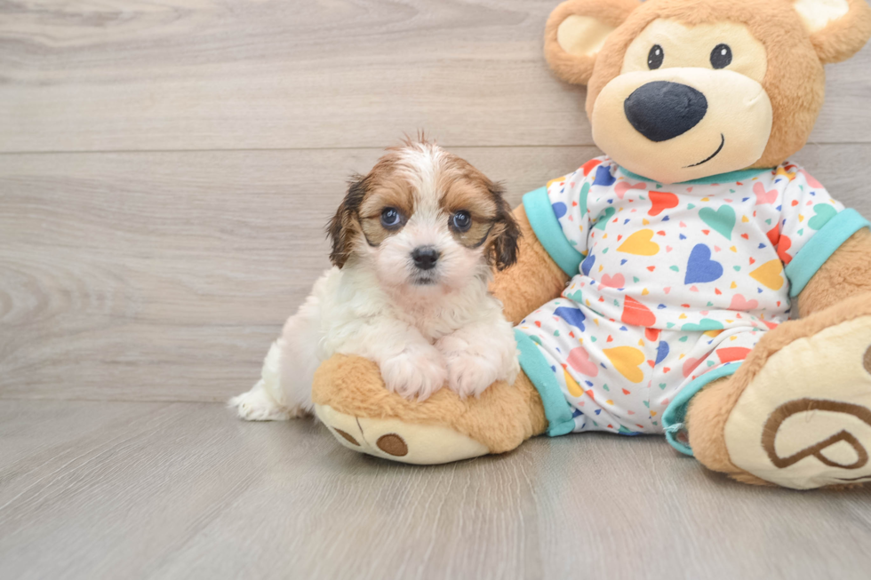 Playful Cavalier Bichon Designer Puppy