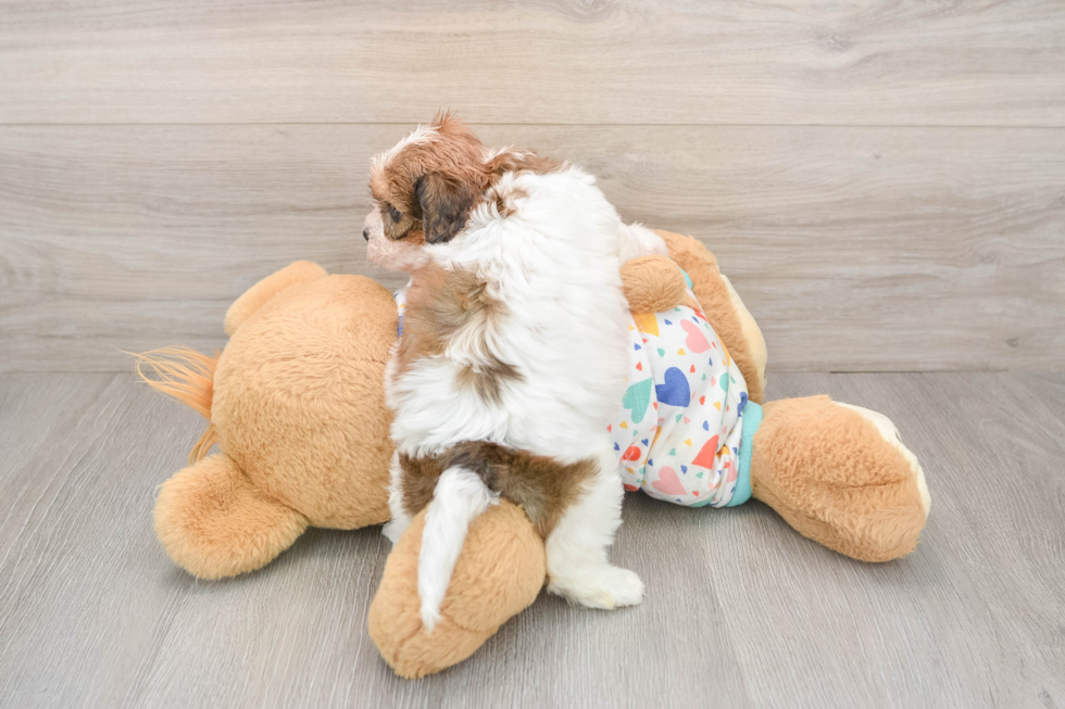 Cavachon Puppy for Adoption