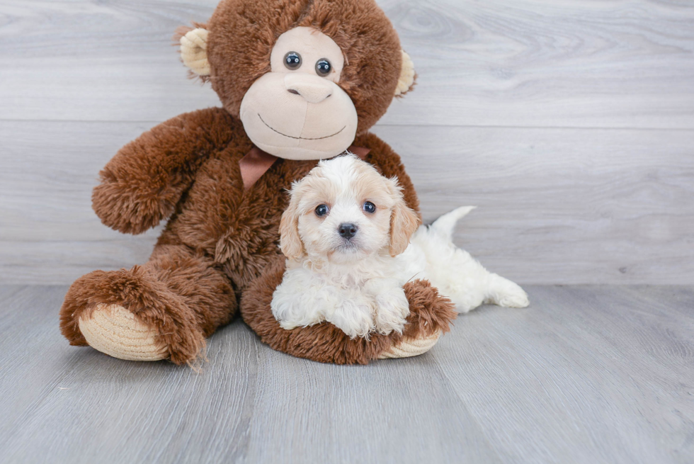 Cavachon Puppy for Adoption