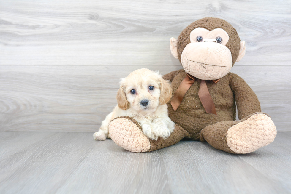 Cavachon Puppy for Adoption