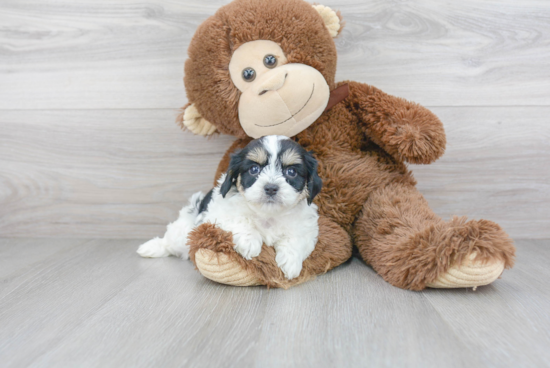 Best Cavachon Baby