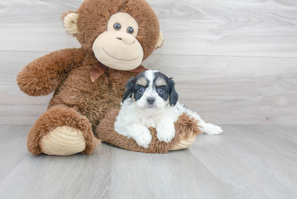 Best Cavachon Baby