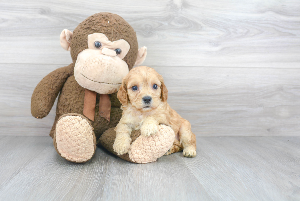 Small Cavachon Baby