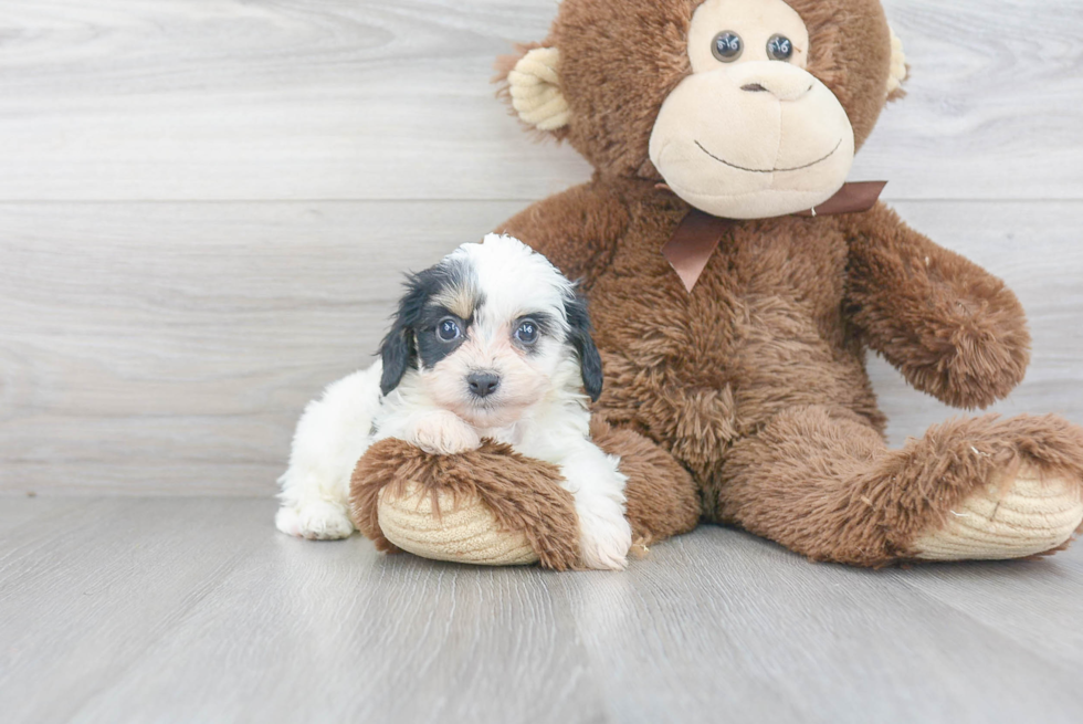 Best Cavachon Baby