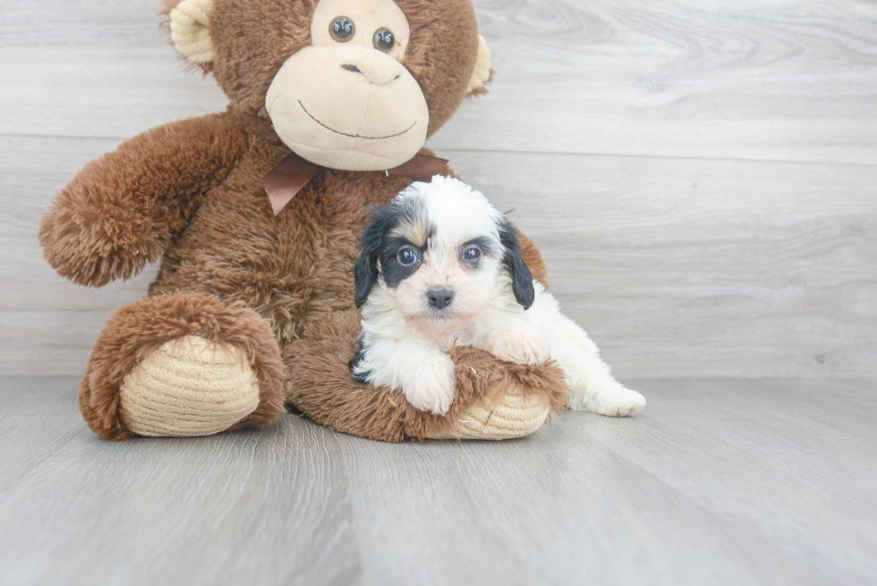 Petite Cavachon Designer Pup