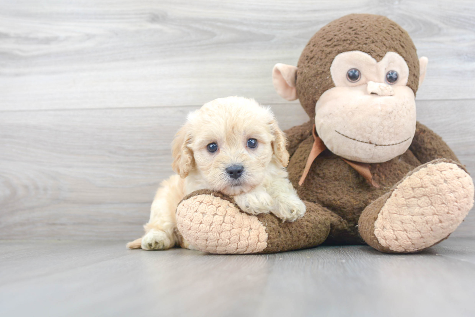 Happy Cavachon Baby